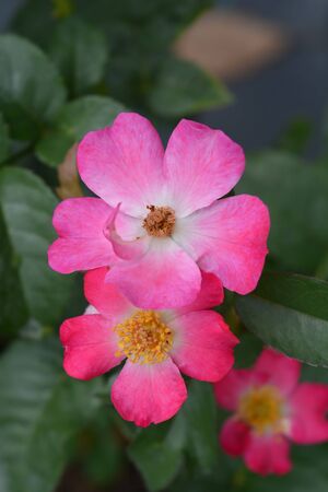 Bingo Meillandecor Rose - Latin name - Rosa Bingo Meillandecorの写真素材