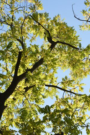 Eastern black walnut tree - Latin name - Juglans nigra
