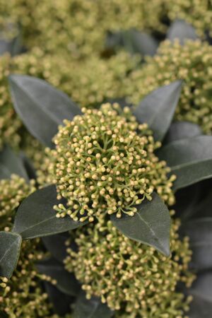 Skimmia White Dwarf flower buds - Latin name - Skimmia japonica White Dwarfの写真素材