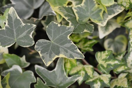 Shamrock ivy leaves - Latin name - Hedera helix Shamrockの写真素材