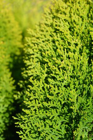 Dwarf golden oriental thuja - Latin name - Platycladus orientalis Aurea Nana (Thuja orientalis Aurea Nana)の写真素材