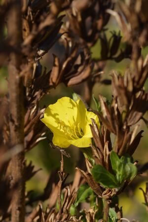 Common evening-primrose flower - Latin name - Oenothera biennisの写真素材