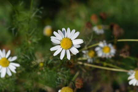 Wild chamomile flower - Latin name - Matricaria chamomillaの写真素材