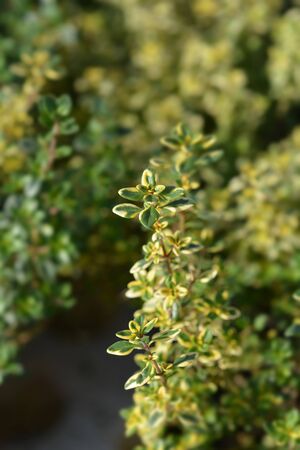 Aureus Lemon Thyme - Latin name - Thymus x citriodorus Aureus