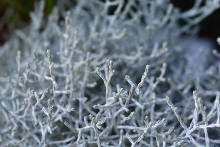 Silver cushion bush - Latin name - Calocephalus brownii