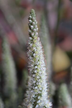 Orostachys Chinese Hat flower - Latin name - Orostachys iwarenge Chinese Hat