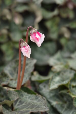 Persian cyclamen Cabrilla flowers - Latin name - Cyclamen persicum Cabrillaの写真素材