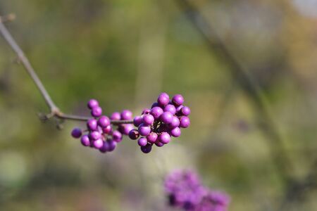 Purple Beautyberry fruit - Latin name - Callicarpa dichotomaの写真素材