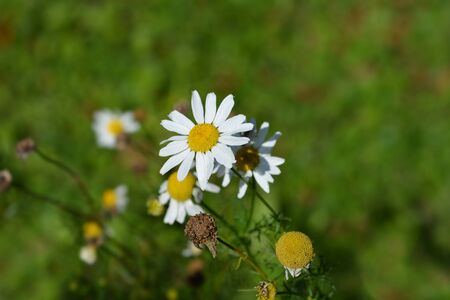 Wild chamomile flower - Latin name - Matricaria chamomillaの写真素材
