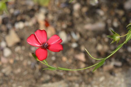 Scarlet flax flower - Latin name - Linum grandiflorumの写真素材