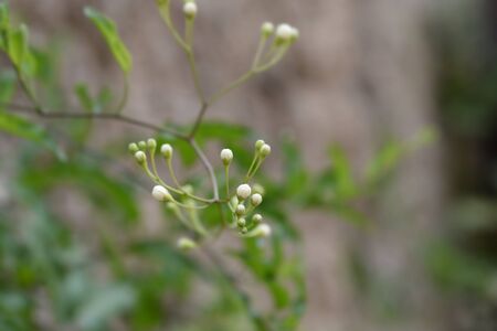 Potato vine flower buds - Latin name - Solanum laxum (Solanum jasminoides)