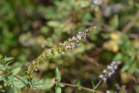Peppermint pink flower - Latin name - Mentha x piperita