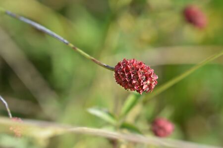 Salad burnet - Latin name - Sanguisorba minorの写真素材