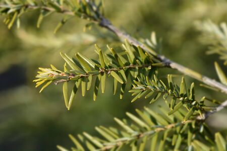 Eastern hemlock branch - Latin name - Tsuga canadensis