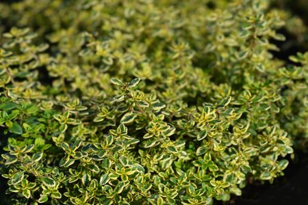 Aureus Lemon Thyme - Latin name - Thymus x citriodorus Aureus