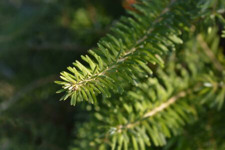 Blue Whistle Korean Fir - Latin name - Abies koreana Blauer Pfiff