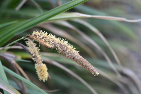 Pendulous Sedge - Latin name - Carex pendula