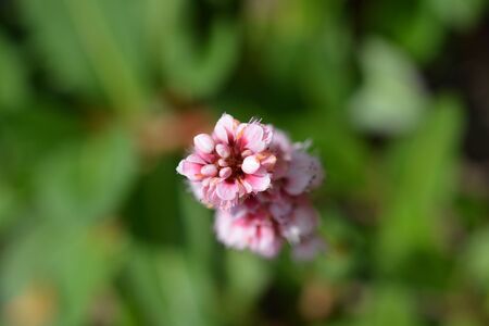 Fleece flower top view - Latin name - Persicaria affinis (Bistorta affinis)の写真素材