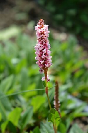 Fleece flower - Latin name - Persicaria affinis (Bistorta affinis)