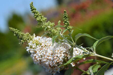 White Summer lilac Summer Bird - Latin name - Buddleja Summer Bird