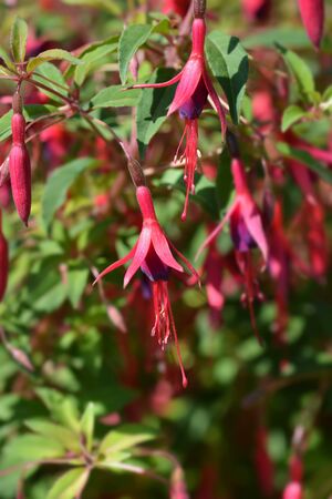 Hardy Fuchsia - Latin name - Fuchsia magellanica var. gracilis