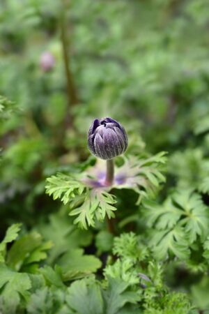 Crown anemone Animo Blue flower bud - Latin name - Anemone coronaria Animo Blueの写真素材