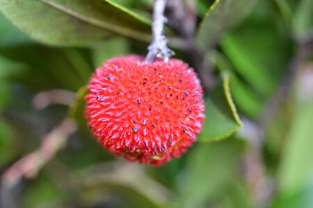 Strawberry tree fruit - Latin name - Arbutus unedoの写真素材