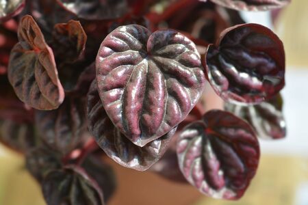 Emerald-ripple pepper Schumi Red Sienna Sunset - Latin name - Peperomia caperate Schumi Red Sienna Sunsetの写真素材