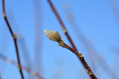 Star magnolia flower bud - Latin name - Magnolia stellataの写真素材