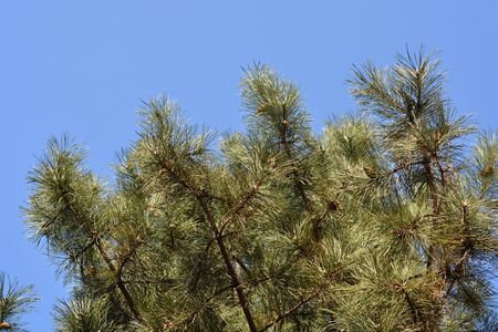 Black pine tree top - Latin name - Pinus nigraの写真素材