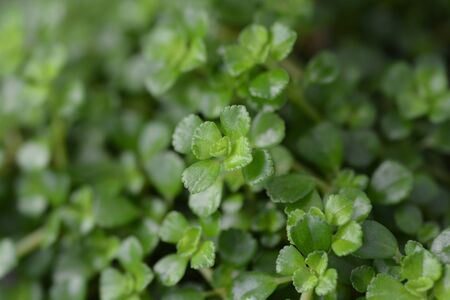 Depressed clearweed leaves - Latin name - Pilea depressaの写真素材