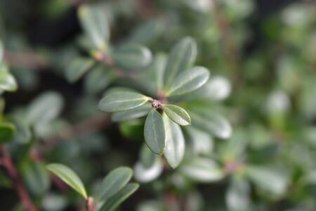 Box-leaved holly Green Glory leaves - Latin name - Ilex crenata Green Gloryの写真素材