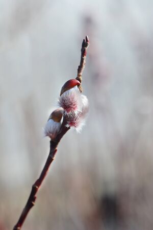 Rose Gold Pussy Willow - Latin name - Salix gracilistyla Mount Asoの写真素材