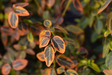 Wintercreeper Emerald and Gold - Latin name - Euonymus fortunei Emerald and Gold