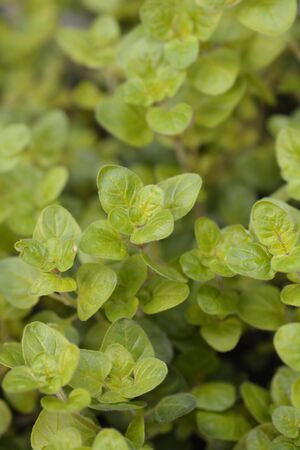 Golden origano Goldtaler leaves - Latin name - Origanum vulgare Goldtalerの写真素材