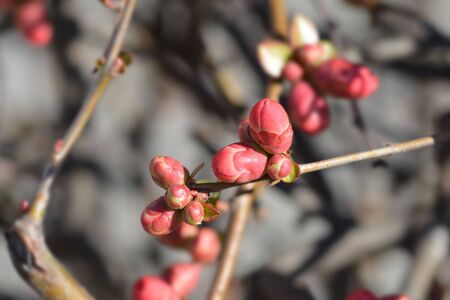 Flowering Quince flower buds - Latin name - Chaenomeles speciosaの写真素材