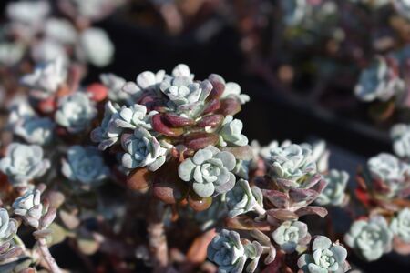 Broadleaf stonecrop - Latin name - Sedum spathulifoliumの写真素材