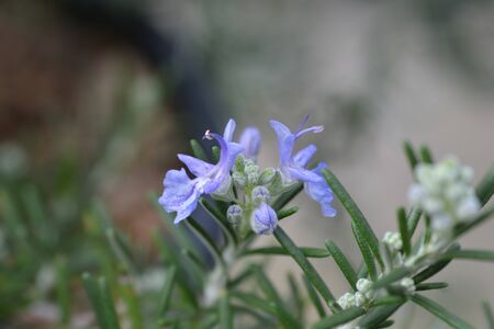Rosemary flower - Latin name - Rosmarinus officinalisの写真素材
