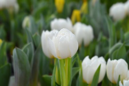 Tulip White Baby - Latin name - Tulipa White Babyの写真素材