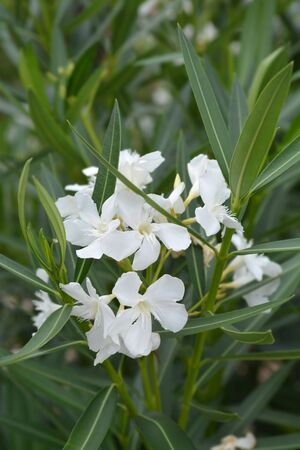 Common oleander white flower - Latin name - Nerium oleanderの写真素材
