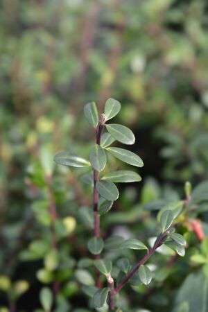 Box-leaved holly Green Glory leaves - Latin name - Ilex crenata Green Glory