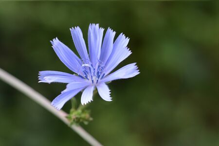 Wild chicory flower - Latin name - Cichorium intybusの写真素材