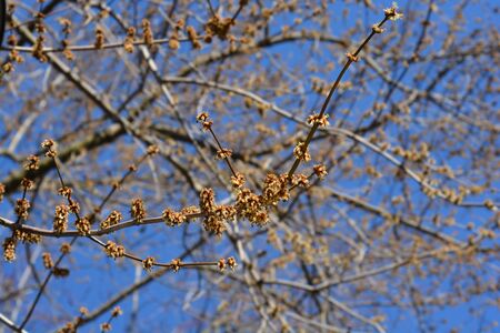 Silver maple branch with flowers - Latin name - Acer saccharinumの写真素材