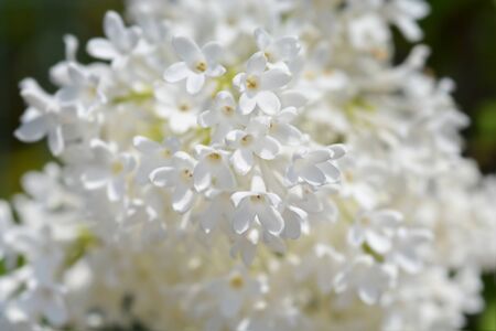 Lilac Agnes Smith flowers