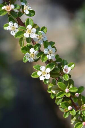 Cotoneaster Coral