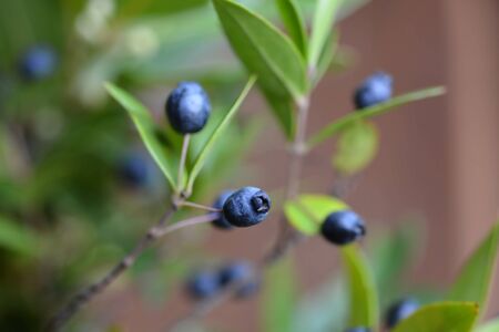 Common myrtle blue berries - Latin name - Myrtus communisの写真素材