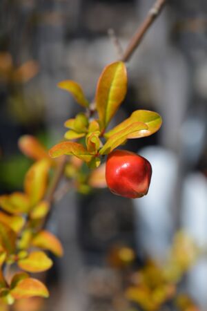 Pomegranate flower bud - Latin name - Punica granatumの写真素材