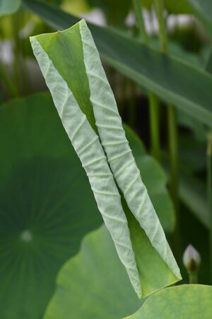Sacred lotus leaves - Latin name - Nelumbo nucifera