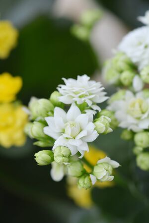 White Florist kalanchoe - Latin name - Kalanchoe blossfeldianaの写真素材