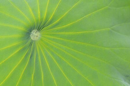 Sacred lotus leaf - Latin name - Nelumbo nuciferaの写真素材